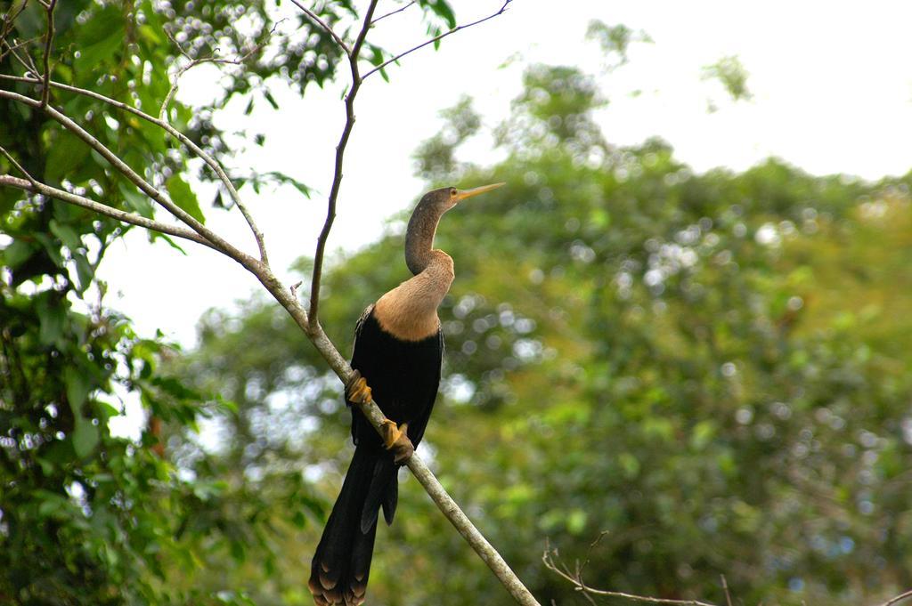 Islas Del Rio Hostel Tirimbina ภายนอก รูปภาพ
